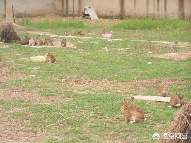 养兔子赚钱吗:农村养殖野鸡和野兔能赚钱吗？需要多大的成本？