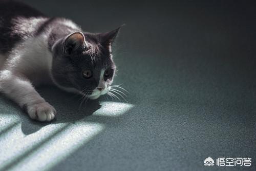 英短的腮变小了,公猫绝育后腮会缩小吗？