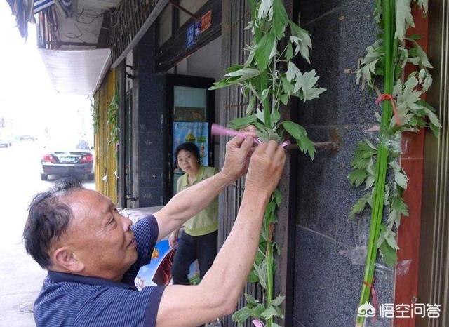 端午节挂艾草:端午节挂艾叶大门要挂几把，怎样挂
