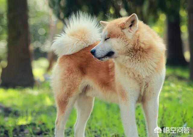 日本土佐犬打架:日本的秋田犬可以打得过土佐犬吗？为什么？ 日本土佐犬打架视频