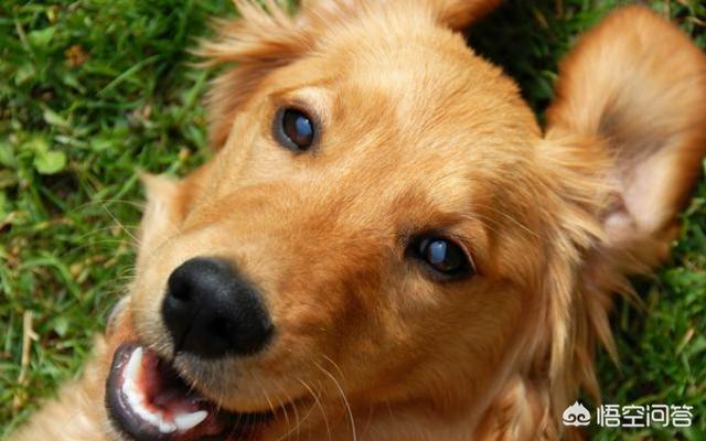 金毛犬性格缺点:金毛这么完美的狗狗也有缺点吗？有哪些缺点呢？