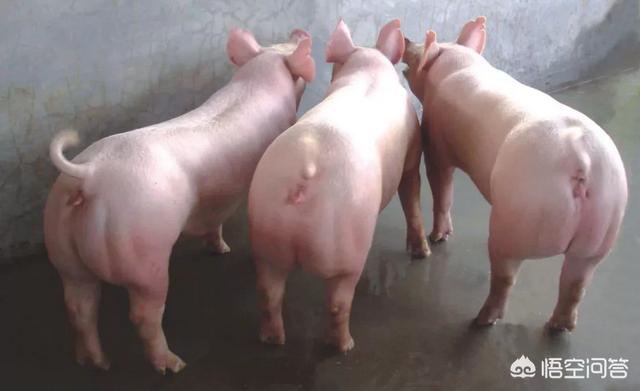 钩端螺旋体病:造成母猪产死胎原因有哪些？