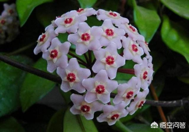 球兰图片:为啥我养了六年的球兰就开过一次花，还是一朵          
        </div>
        <div class=