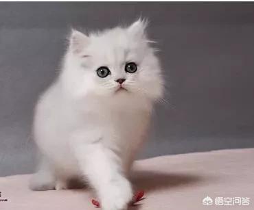 金吉拉猫名字:金吉拉幼猫长大会有变化吗？
