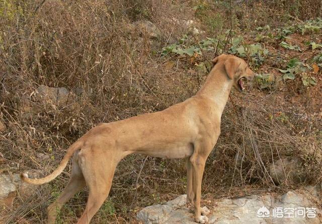 四川川东猎犬:四川省有哪些优秀的土猎犬品种？有何依据？