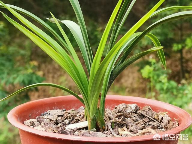 兰花鼠尾草习性:兰花32℃下还能叶面施肥吗？