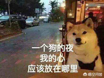 南京皇朝博美犬舍网站:南京皇朝博美犬舍网页 养只博美犬好不好，有什么优点？