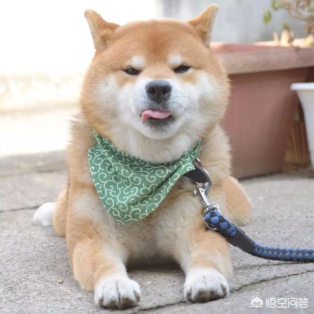 郑州犬瘟热检测价格:狗狗呕吐、拉稀，我们该如何正确选择宠物医院各式各样的化验呢？