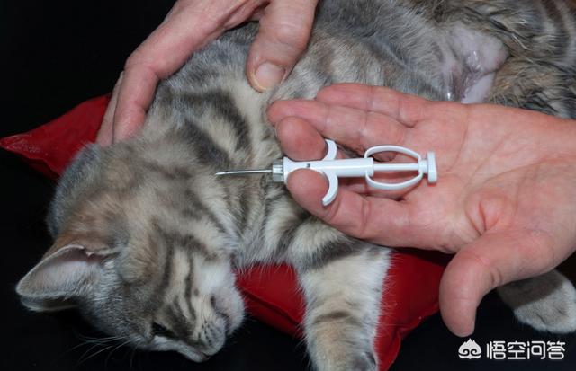 纯种秋田犬芯片:纯种秋田犬价格 如何看待日本要求所有宠物都需要植入芯片？