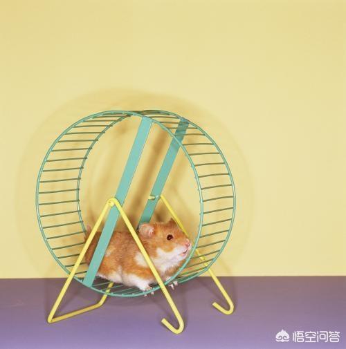 照顾小仓鼠:养仓鼠的注意事项有哪些？