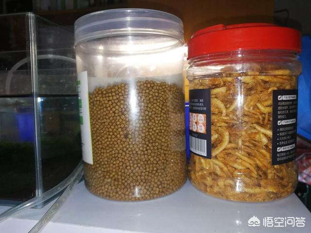 乌龟吃什么食物才能养好它们:谁知道乌龟爱吃些什么？到底怎么养？