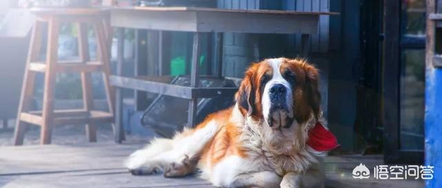 西安大丹犬舍:想养一只柴犬，养柴犬费钱吗？