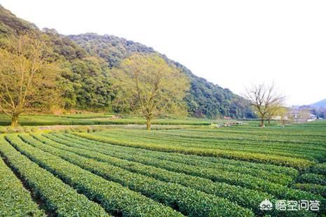 龙井茶产地,杭州哪里能买到正宗的龙井？