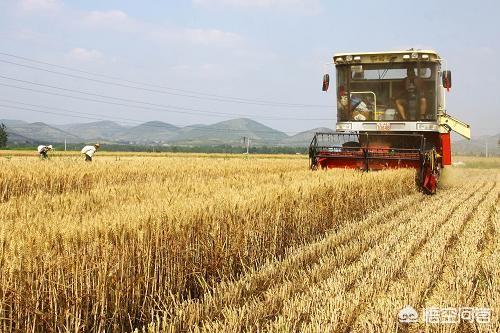 小麦行情如何？为何贸易商说今年小麦“食之无味、弃之可惜”？