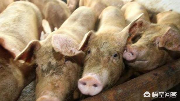 非洲猪瘟症状:人误食了有非洲猪瘟的肉会出现什么病症