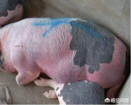 附红体病怎么检查:母猪身体发红，体温38.5度，不吃食怎么办？