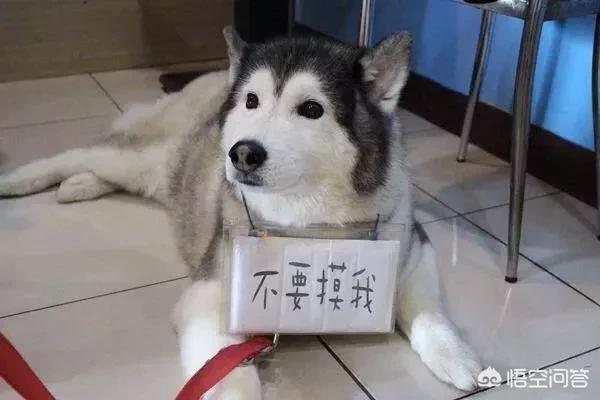 小萨么耶失踪十月未果:狗狗撒手没怎么办，好怕它丢了？