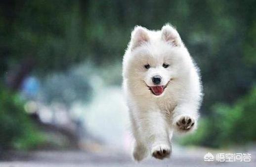 萨摩犬舍:如何挑选纯种的萨摩耶幼犬？