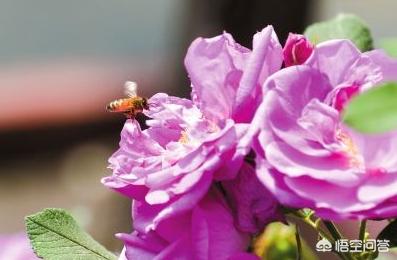 了解有关于蜜蜂的知识:蜜蜂多久能适应新环境，能飞多远采蜜？