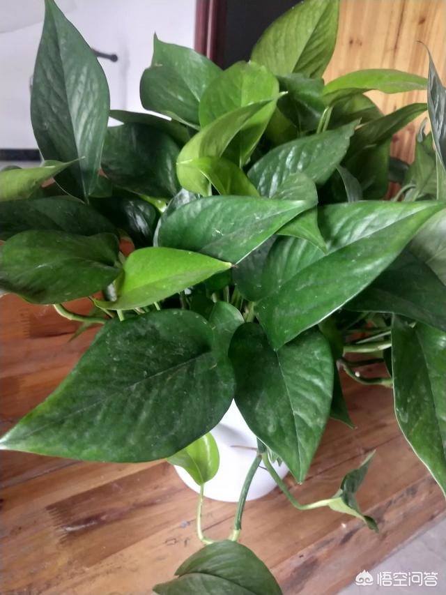 蔓长春花耐寒吗:花叶蔓长春花耐寒多少度 在屋顶花园适合种植什么样的植物？