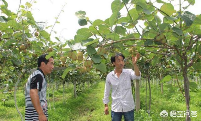 枸杞树上有螨虫打什么农药好:什么方法才是防治叶螨、红蜘蛛最好的？