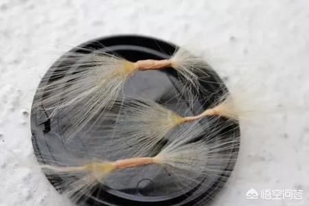 黄刺玫的养护方式:沙漠玫瑰如何养护？夏季砍头扦插能活吗？