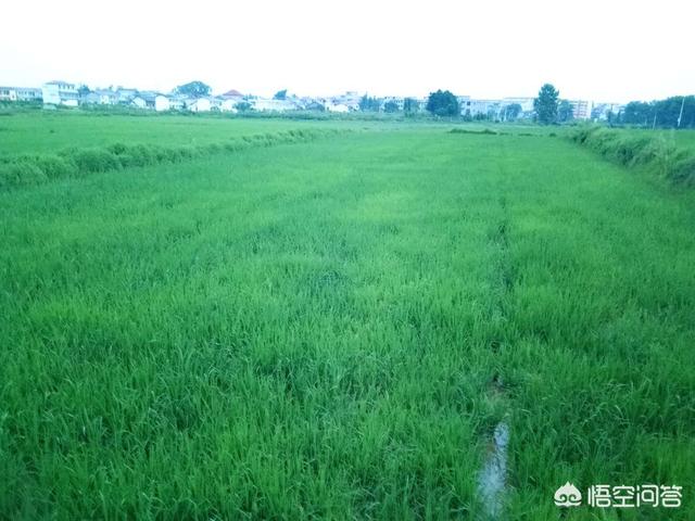 种植水稻补锌技巧，种植水稻，影响分蘖的因素有哪些该如何提高分蘖率