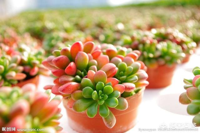 头条问答 多肉只剩下茎还能活吗 老夫人故事汇的回答 0赞