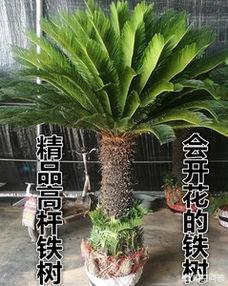见到铁树开花好不好:梦见铁树开花好不好 铁树开花有什么寓意？你亲眼见过吗？
