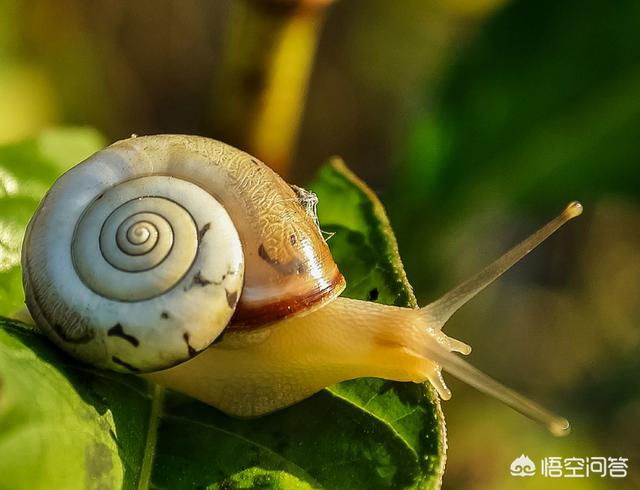 萤火虫是吃蜗牛的,但如果萤火虫给蜗牛注射毒液后并没有吃这个蜗牛