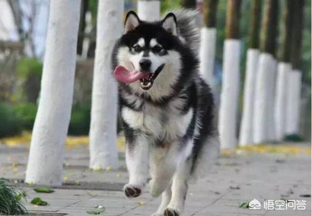 阿拉斯加雪橇犬怎么养殖:怎样才能让阿拉斯加不拆家？