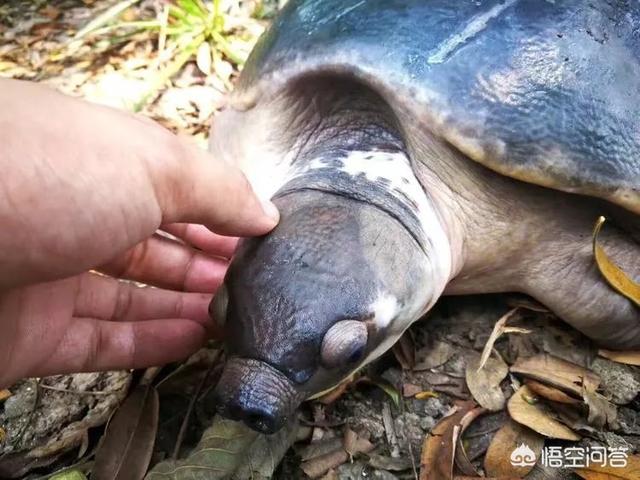 珍珠鳖如何养殖:鱼缸铺沙养猪鼻龟，食物残渣怎么办？