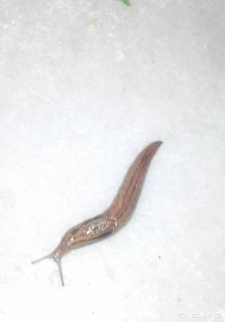 头条问答 - 农村家里墙上,厨房到处都是那种软体虫,好恶心,怎么有效的