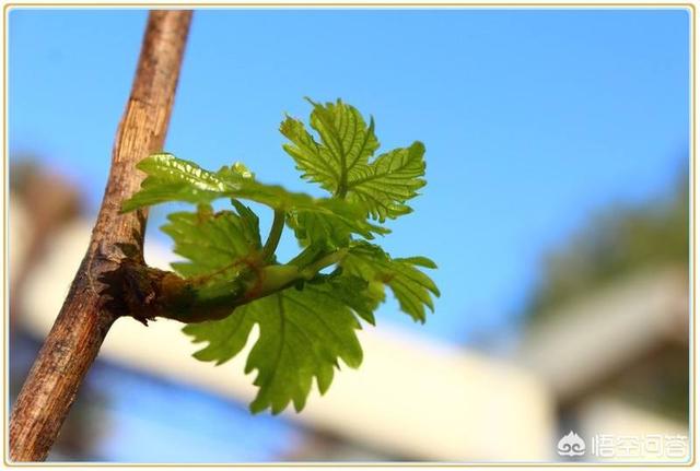 葡萄根沉水吗:葡萄生长慢、根系不好，使用芸苔素内酯可以吗？