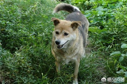 珍岛狗和田园犬:韩国珍岛犬图片大全 养中华田园犬就是丢面子吗？