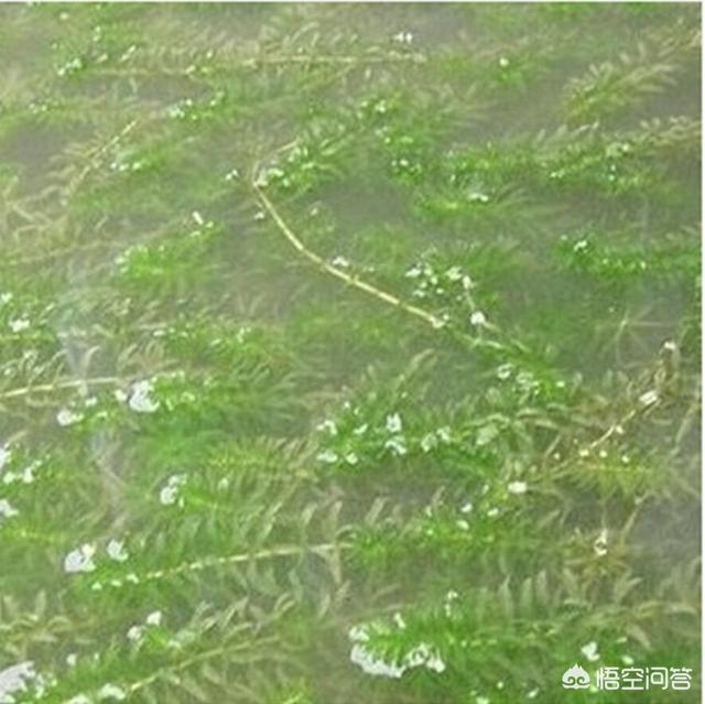 梭鱼草种子种植方法:梭鱼草的种植方法 6月可以播轮叶黑藻的种子，怎么播？