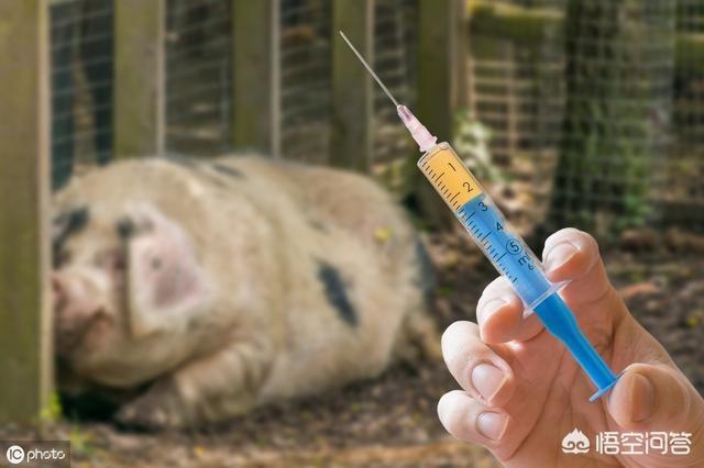 木乃伊怀孕:怀孕两个月的母猪能打伪狂犬疫苗吗？