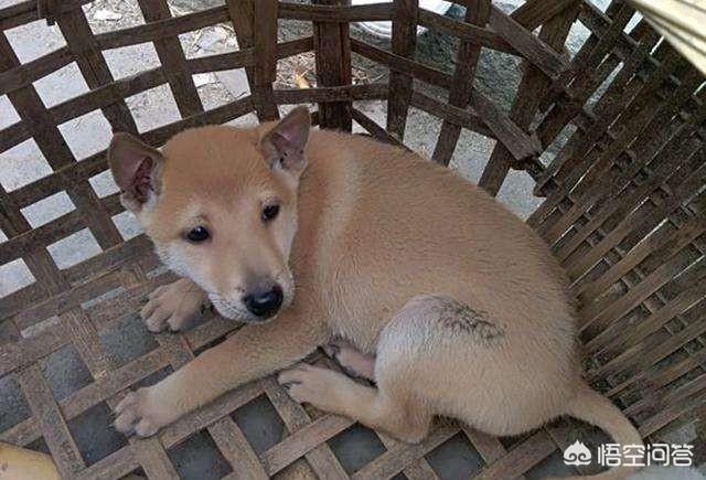 土狗幼犬:小型犬幼犬期是什么时候？