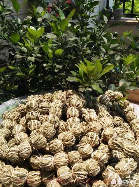 野生多穗石柯甜茶有什么用处海南五指山成串的野茶功效与作用都有什么