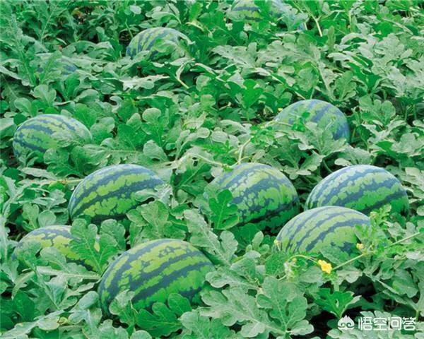头条问答 西瓜苗长到多长时 留的西瓜能长大 农科小孙说的回答 0赞