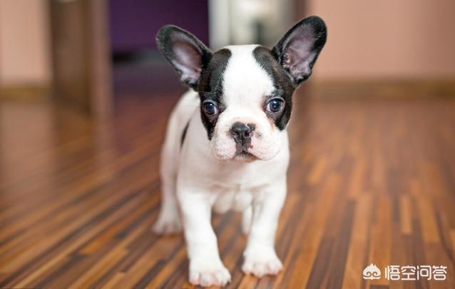斗牛犬性格有什么缺点:法国斗牛犬的缺点是什么？新手养好吗？