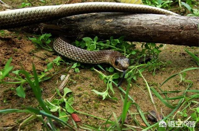 农家土院里有蛇爬行过的痕迹 它最有可能藏在菜地里还是房子里 还是在菜窖里呢 乡居小菜的回答 头条问答
