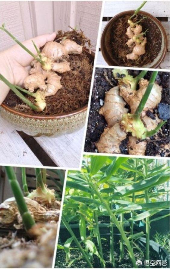头条问答 花盆能种生姜吗 该怎么种好 4个回答