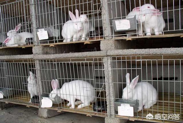 养兔子赚钱吗:目前有没有养殖兔子的，说一下市场行情如何？利润如何？
