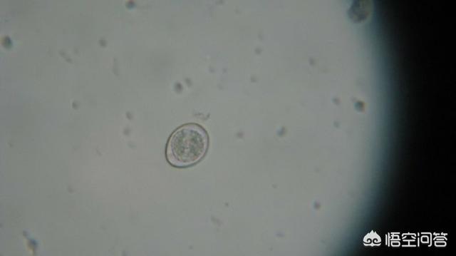 犬虫净驱球虫效果好吗:宠物驱虫是打针驱虫好还是吃药驱虫好？