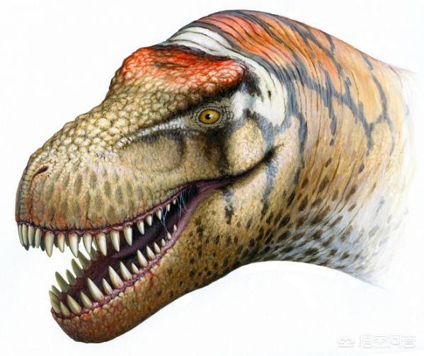 中国复活三角龙，中国发现最强的食肉恐龙：诸城暴龙的战斗力算顶级吗