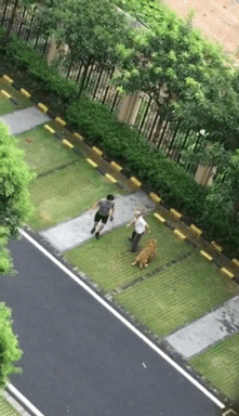 柯基摔狗事件女主人:柯基犬犯错不能打它的什么位置？