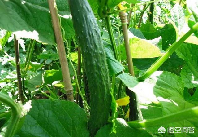 毒黄瓜是什么意思，现在可以种黄瓜了吗？如何种？