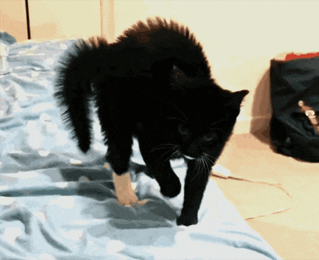 两只短腿猫打架:我家两只猫一公一母，两只猫天天打架，想知道他俩是真打还是玩？