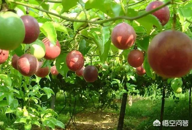百香果是什么季节的水果,现在这个季节适合种百香果吗？